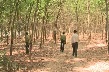Cảnh báo cháy rừng cao su ở Bình Dương